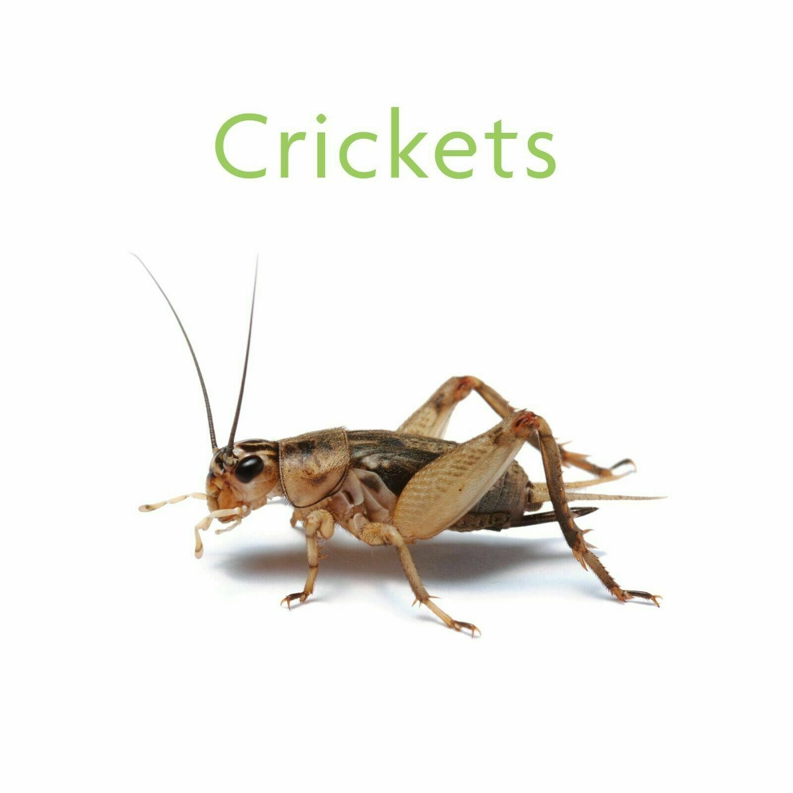 Live Crickets - All Sizes And Counts