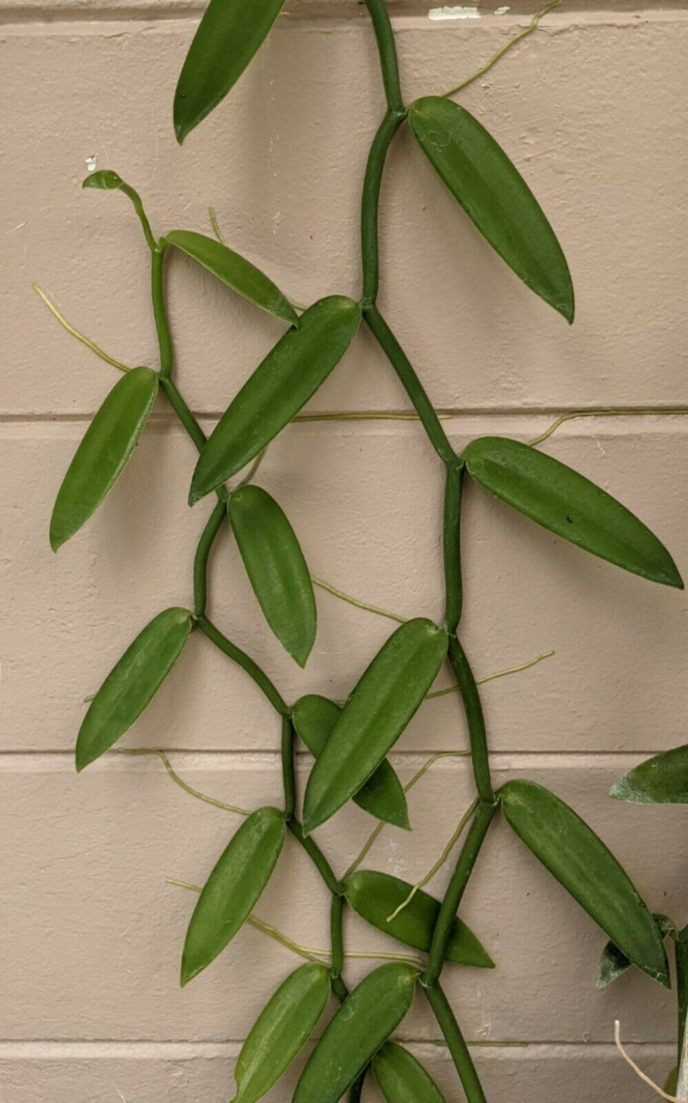 Vanilla Planifolia, Vanilla Bean Orchid, Two 2 Node Cuttings, Live Plant