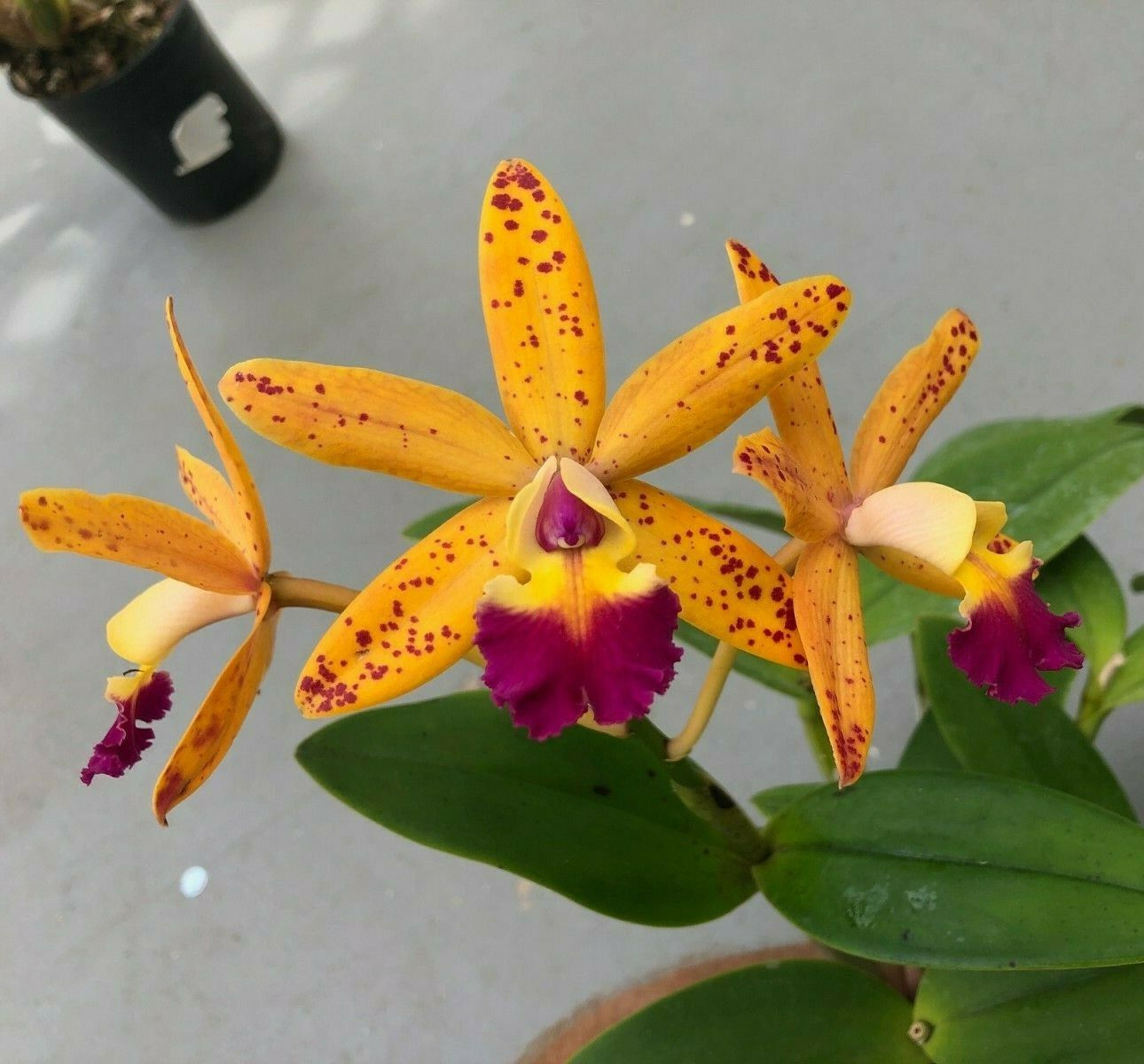 Lc. Tropical Pointer 'amethysto'