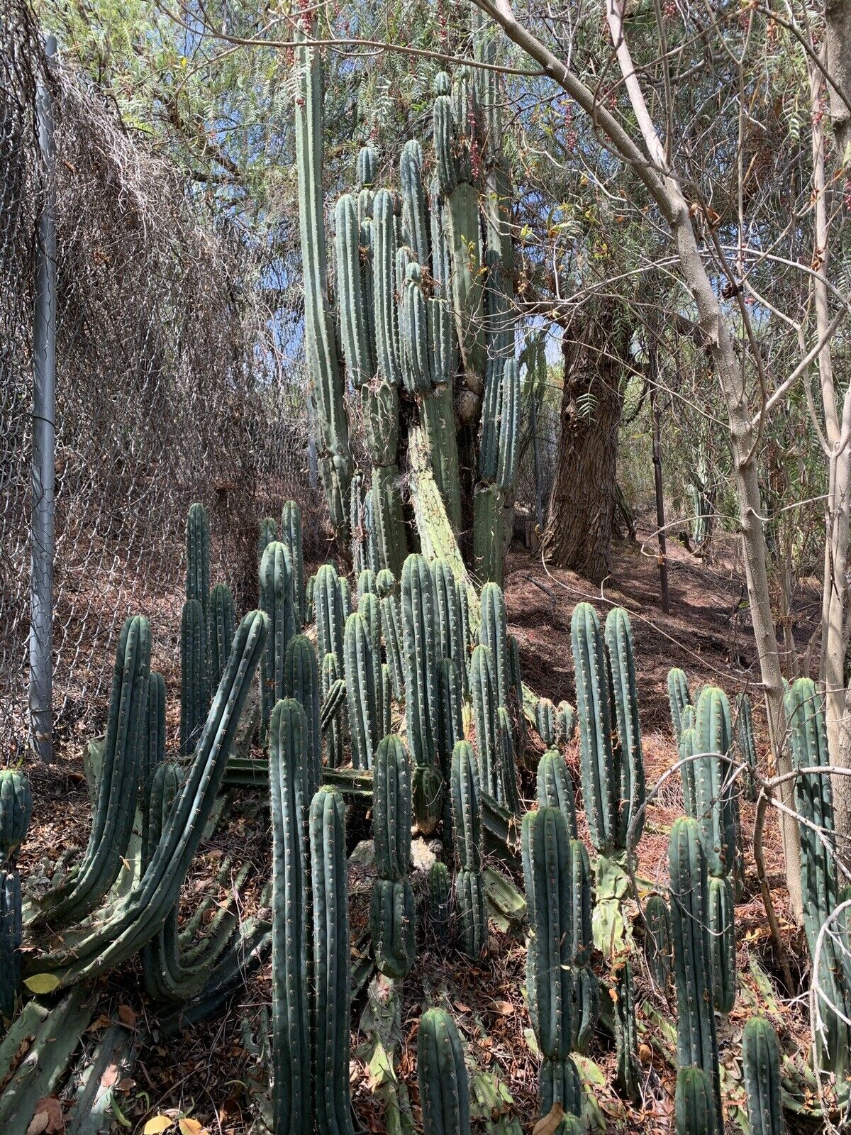 10-12” Tip Cut Tricho Cereus Peruvianus Torch Cactus ‘coyote’ | Not Pachanoi