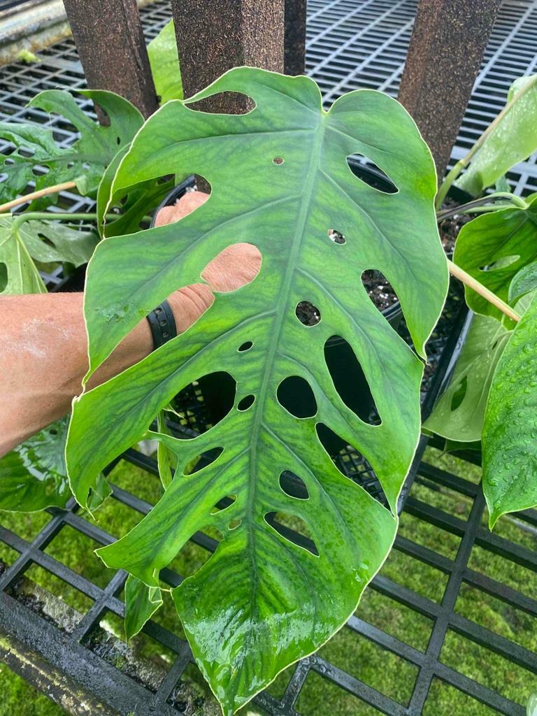 Monstera Dubia Aroid Rare (2 Plants) 4" (u3)