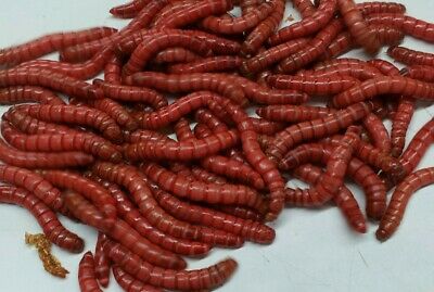 Live Red Giant Mealworms Free Shipping  Live Arrival Guarantee