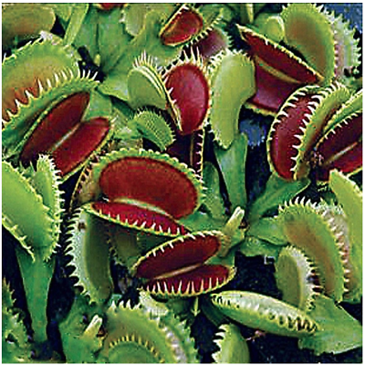 Dente Venus Fly Trap Live Carnivorous Plant - Dionaea Muscipula