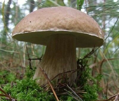 Porcini/cep/king Bolete Mushroom Spawn/mycelium On Dry Seeds