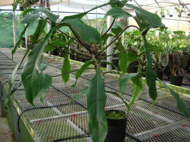 Philodendron 69686 Aroid Rare 4" (t6)